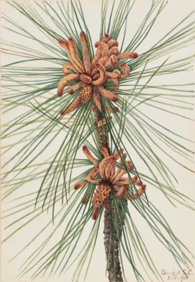 Loblolly Pine Pinus Taeda 2