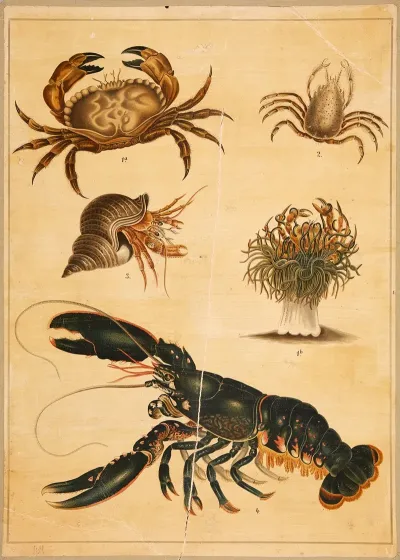 Lobster Crab And Hermit Crab