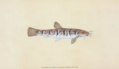 Loche Cobitis Barbatula