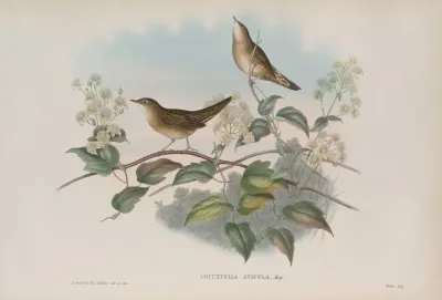 Locustella Avicula Grasshopper Warbler