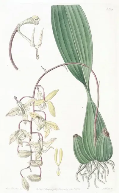 Loddiges Cirrhaea