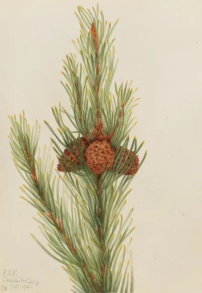 Lodgepole Pine Pinus Contorta Murrayana 2