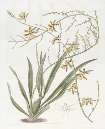 Lofty Oncidium