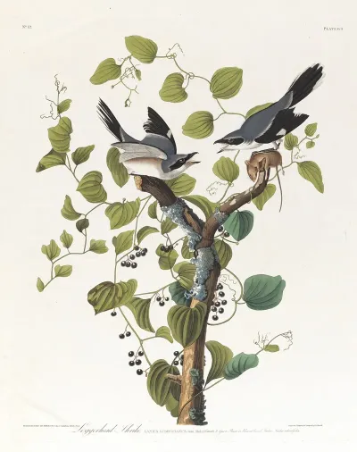 Loggerhead Shrike