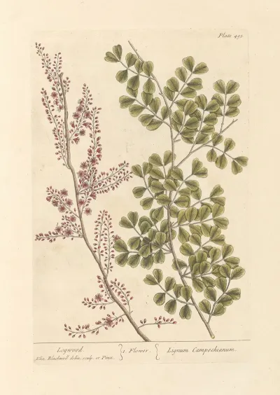 Logwood