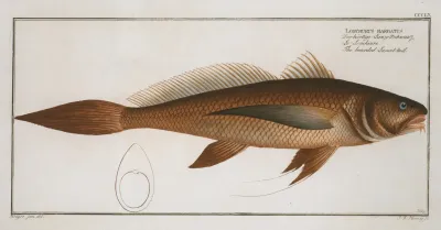 Lonchurus Barbatus The Bearded Lancet Tail