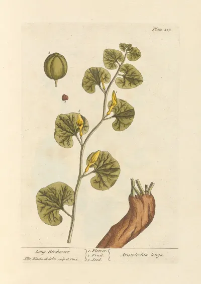Long Birthwort