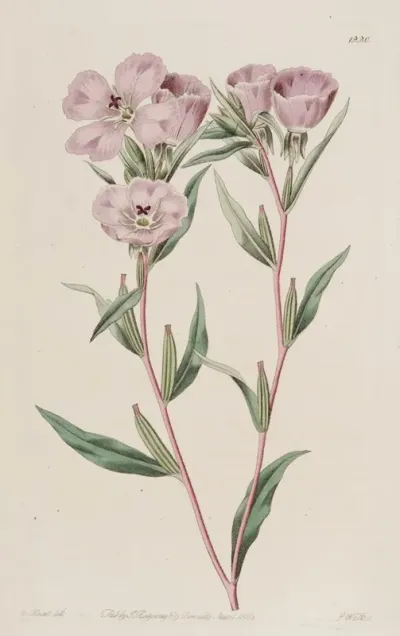 Long Branched Oenothera