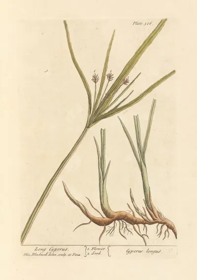 Long Cyperus