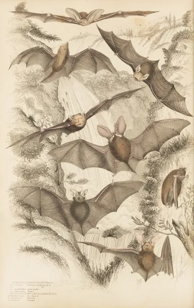 Long Eared Bats