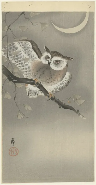 Long Eared Owl In Ginkgo