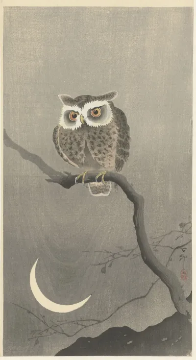 Long Eared Owl On Bare Tree Branch