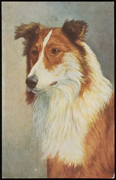 Long Haired Scottish Shepherd
