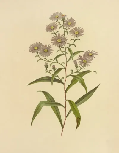 Long Leaved Aster