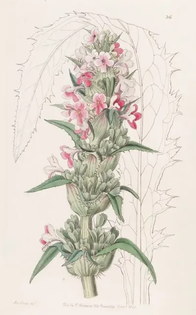 Long Leaved Morina