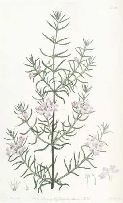 Long Leaved Westringia