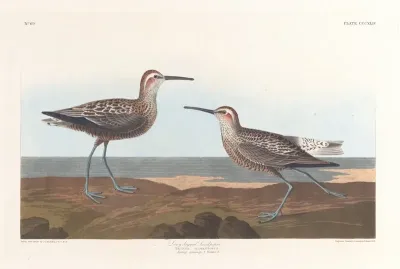 Long Legged Sandpiper