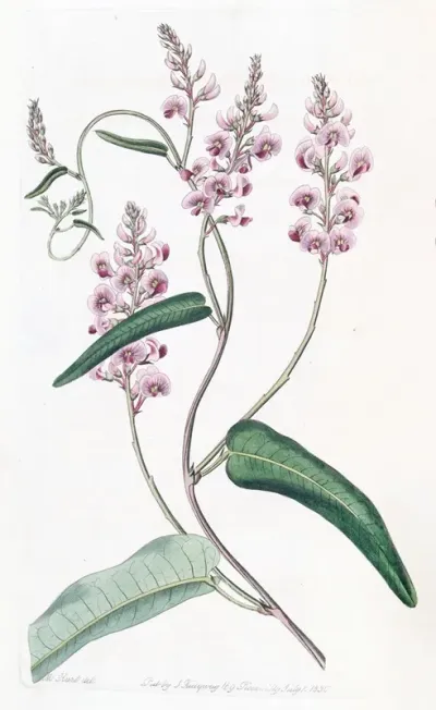 Long Racemed Variety Of The One Leaved Kennedya