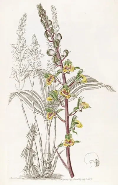 Long Spiked Eulophia