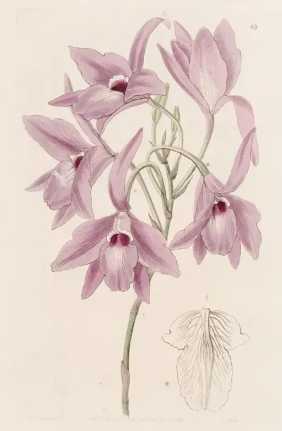 Long Stalked Laelia