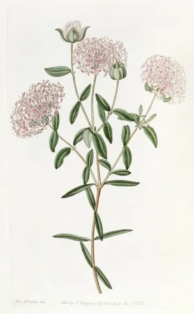 Long Stalked Pimelea
