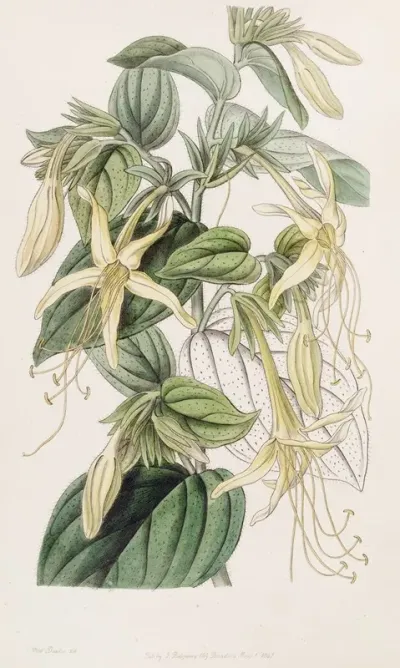 Long Stamened Macromeria