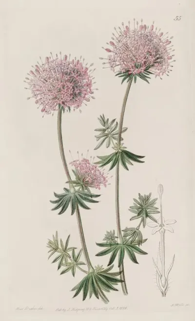 Long Styled Crucianella