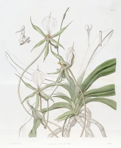 Long Tailed Angraecum