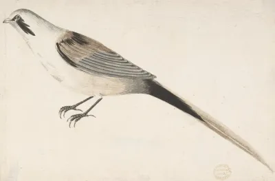 Long Tailed Bird Seen In Profile