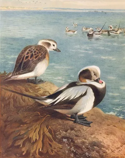 Long Tailed Duck Winter