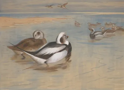 Long Tailed Ducks