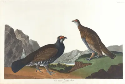 Long Tailed Or Dusky Grous