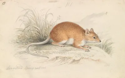 Long Tailed Spiny Rat