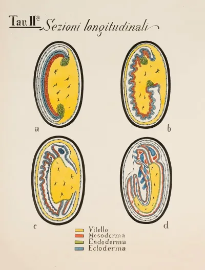 Longitudinal Sections Developmental Stages