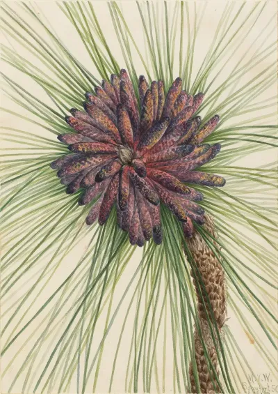 Longleaf Pine Pinus Palustris 2