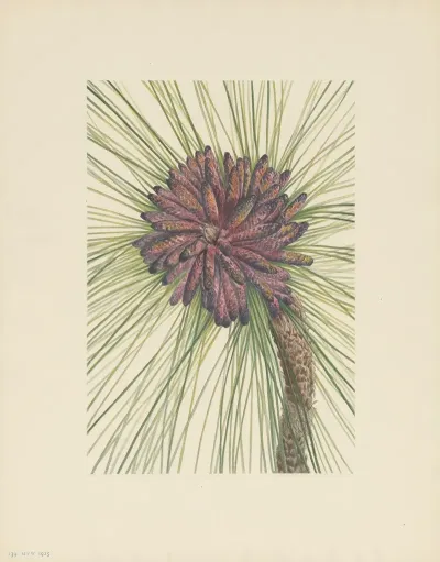 Longleaf Pine Pinus Palustris 3