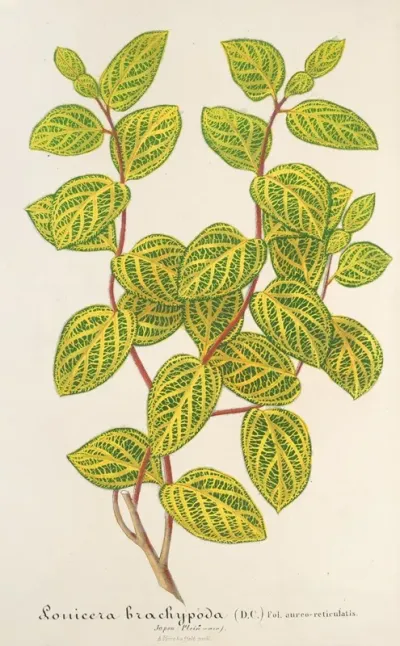 Lonicera Brachypoda Var Fol Aureo Variegatis