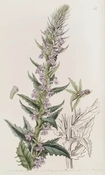 Loop Holed Lobelia