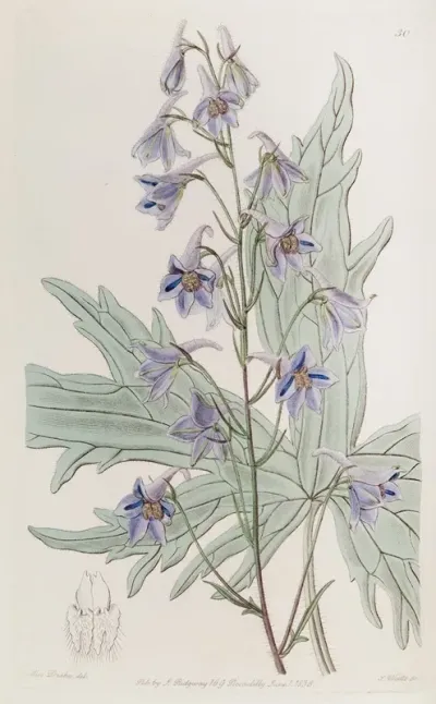 Loose Flowered Larkspur