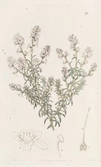 Loose Flowered Selago