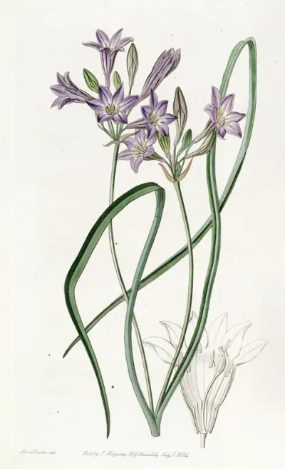 Loose Flowering Triteleia