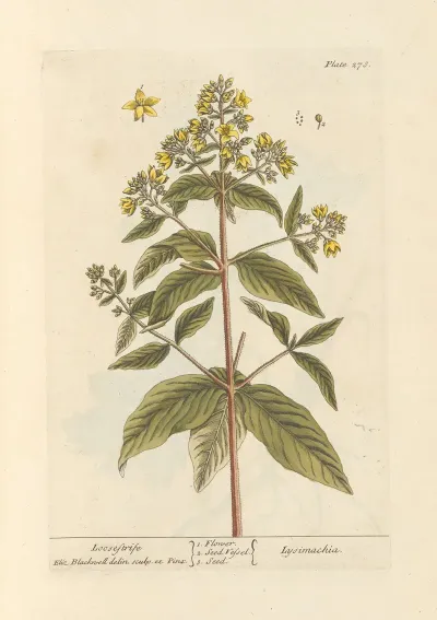 Loosestrife