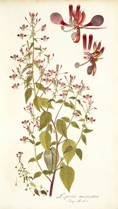 Lopezia Mexicana