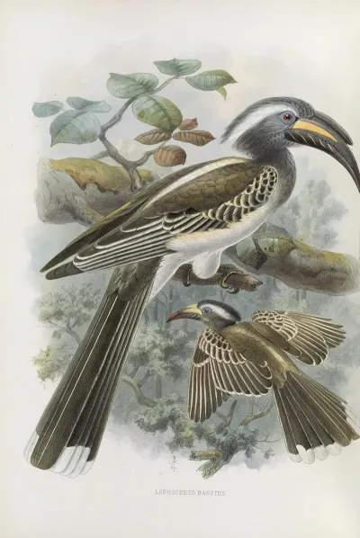Lophoceros Nasutus