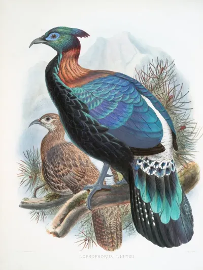 Lophophorus Lhuysii 2