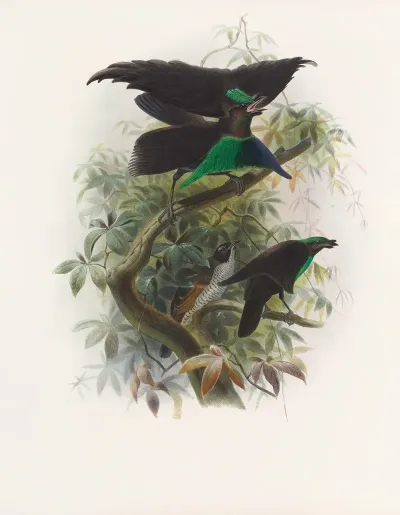 Lophorina Atra