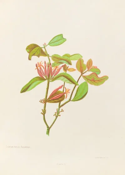 Loranthus Adamsii