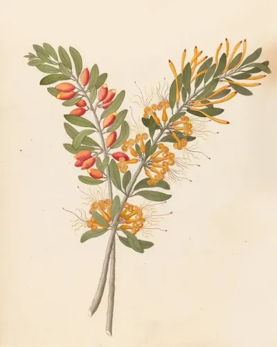 Loranthus N Sp Moquiniella Rubra