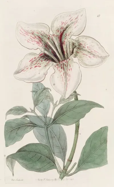 Lord Derbys Gardenia