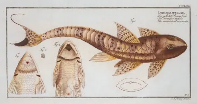 Loricaria Maculata The Maculated Cuirassier